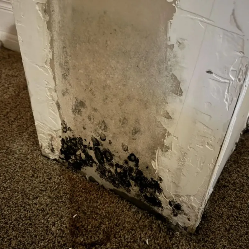 Professional Mold Removal in Bowbells, ND